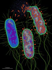 Bacteriophage T4 Infection