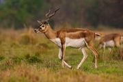 A male blackbuck photographed at Blackbuck Conservation Area, Bardiya, Nepal