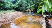 A stream flows through the lush rainforest of Guyana, illustrating climate impacts.