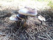 Psilocybe Cubensis Imire (Psilocybe Cubensis Zimbabwe) mushroom, relating to health reporting.